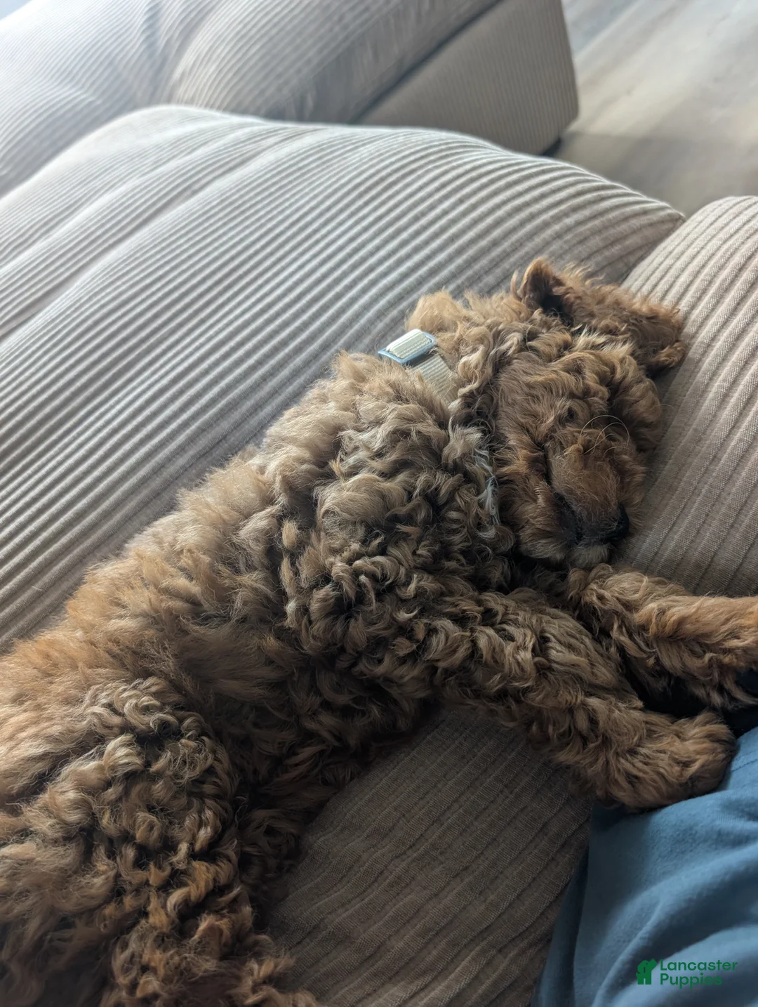 Goldendoodle dogs for sale: Red Mini Goldendoodle for Sale - Ad 1