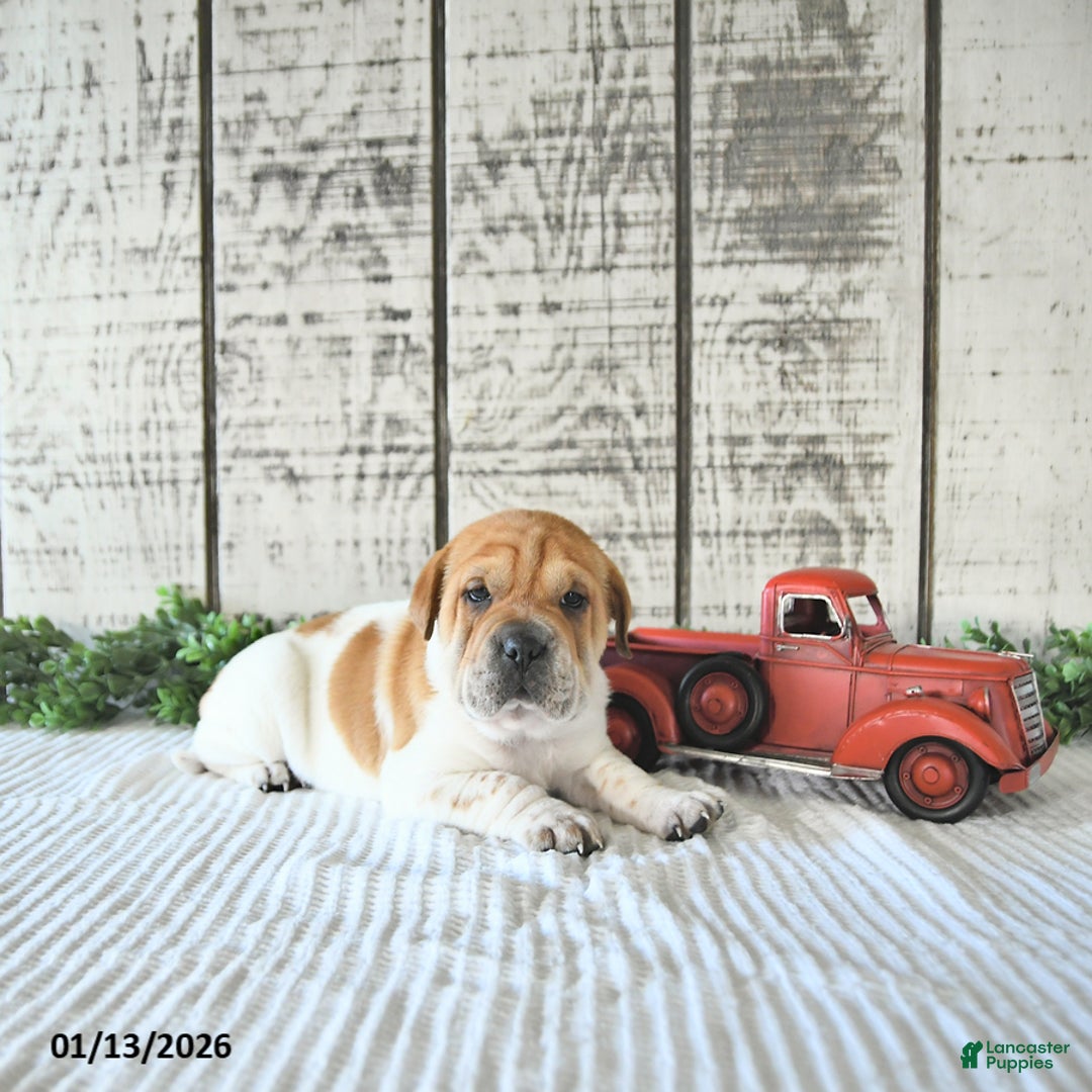 Mini Hippo dogs for sale: Dakota - Ad 2