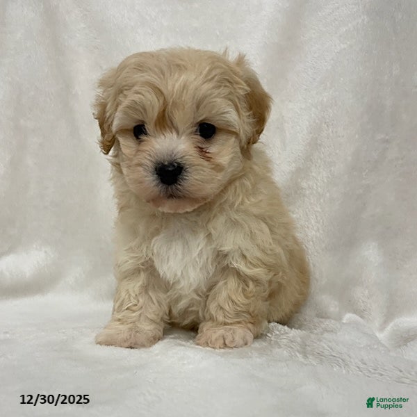 Maltipoo dogs for sale: Twix - Ad 4