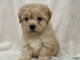 Maltipoo dogs Twix - Ad 39