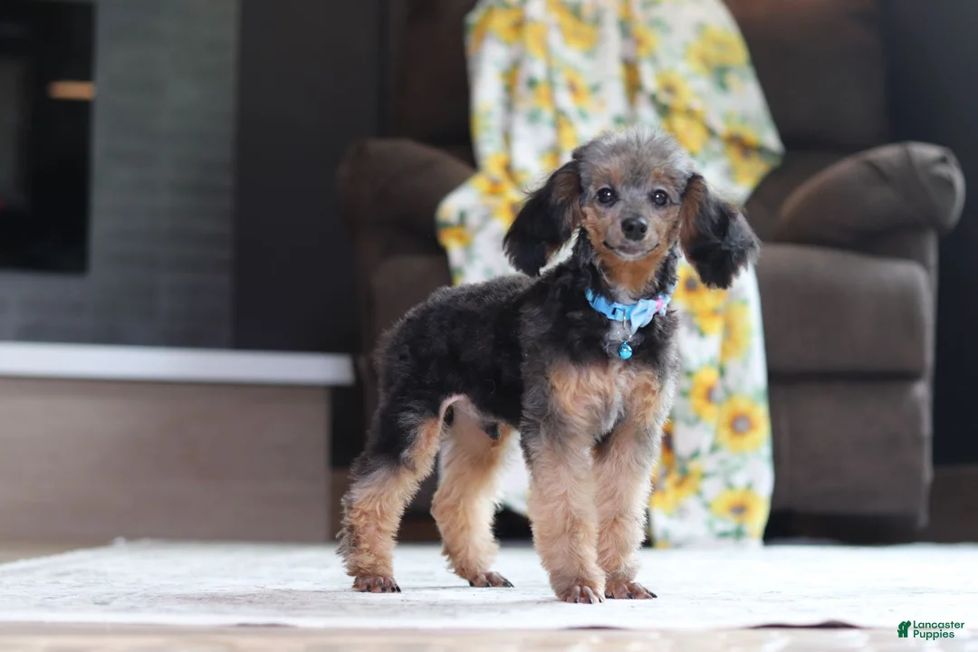 Mixed Breed dogs for sale: Ranger (AKC) - Ad 1