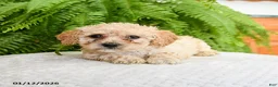 Bichpoo dogs for sale: Larrell - Ad 2