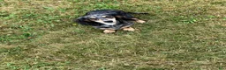 Miniature Dachshund dogs for sale: DAWWG POUND’S POCKET-SIZED QB - Ad 17
