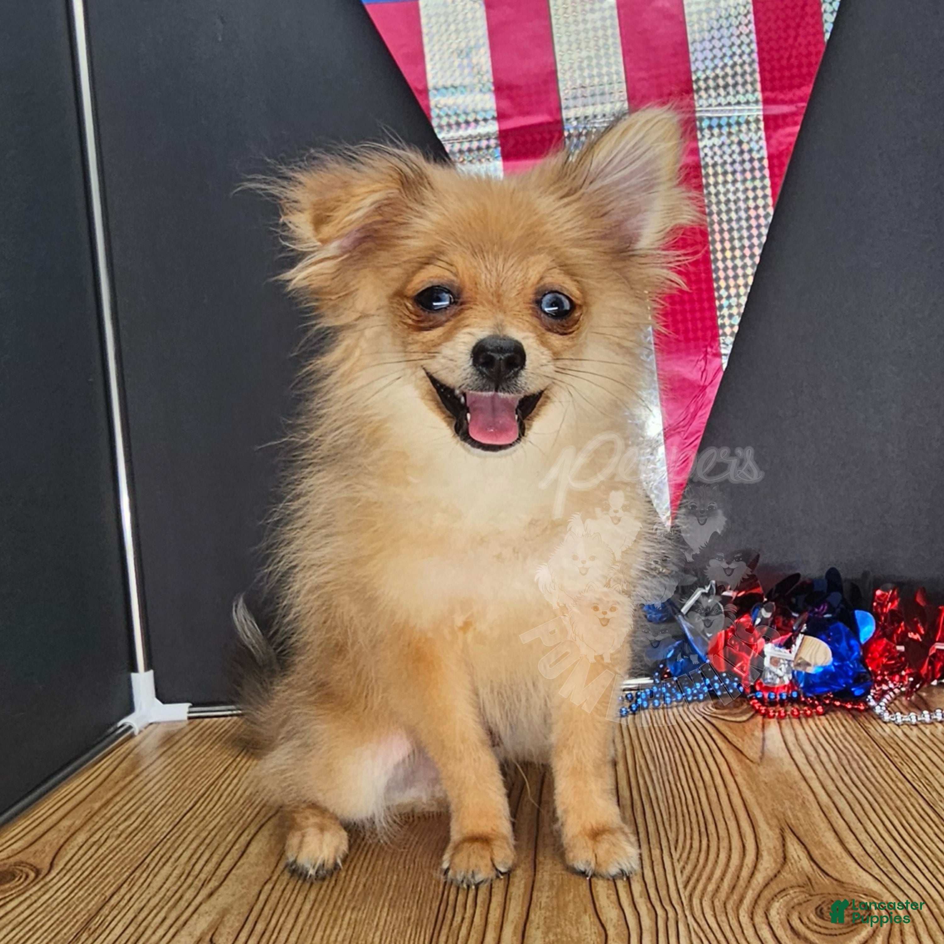 Pomeranian dogs Pepper's Long Shot - "Archer" - Ad 1