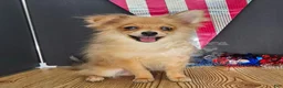 Pomeranian dogs for sale: Pepper's Long Shot - "Archer" - Ad 1