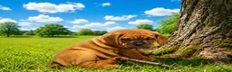 Mixed Breed dogs for sale: Sally - Ad 2