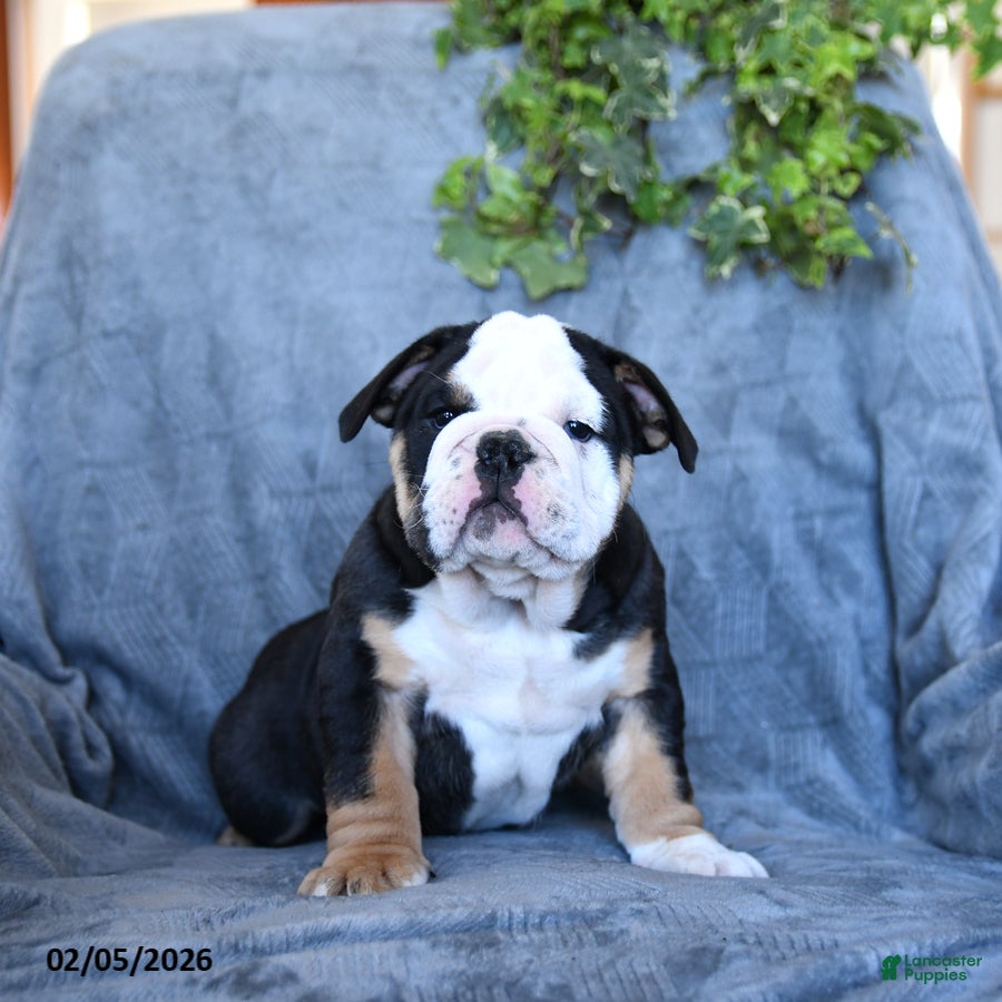 English Bulldog dogs Prince    - Ad 2