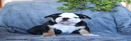 English Bulldog dogs for sale: Prince    - Ad 2