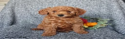 Miniature Poodle dogs for sale: Percy - Ad 5
