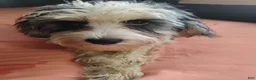 Mixed Breed dogs for sale: Mixed Breed 6 - Ad 2