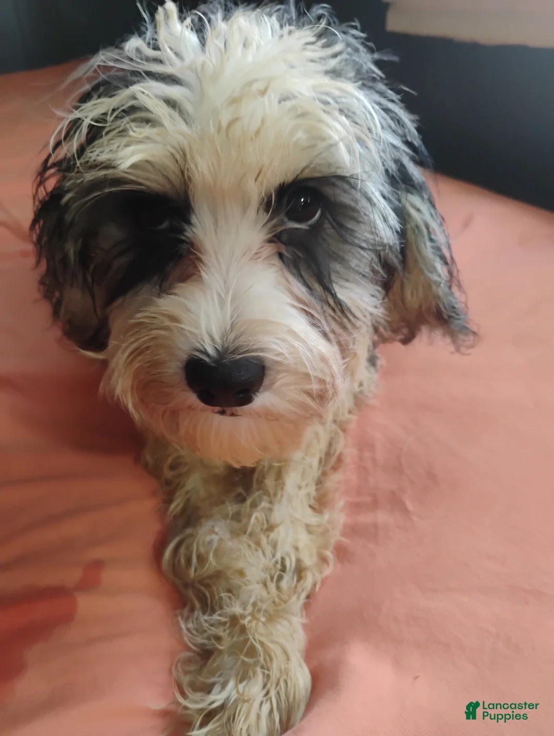 Mixed Breed dogs for sale: Mixed Breed 6 - Ad 2