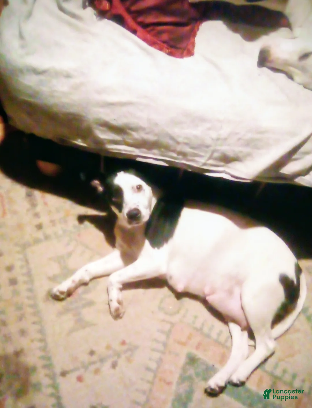 Mixed Breed dogs for sale: Mixed Breed Puppy 1 - Ad 2