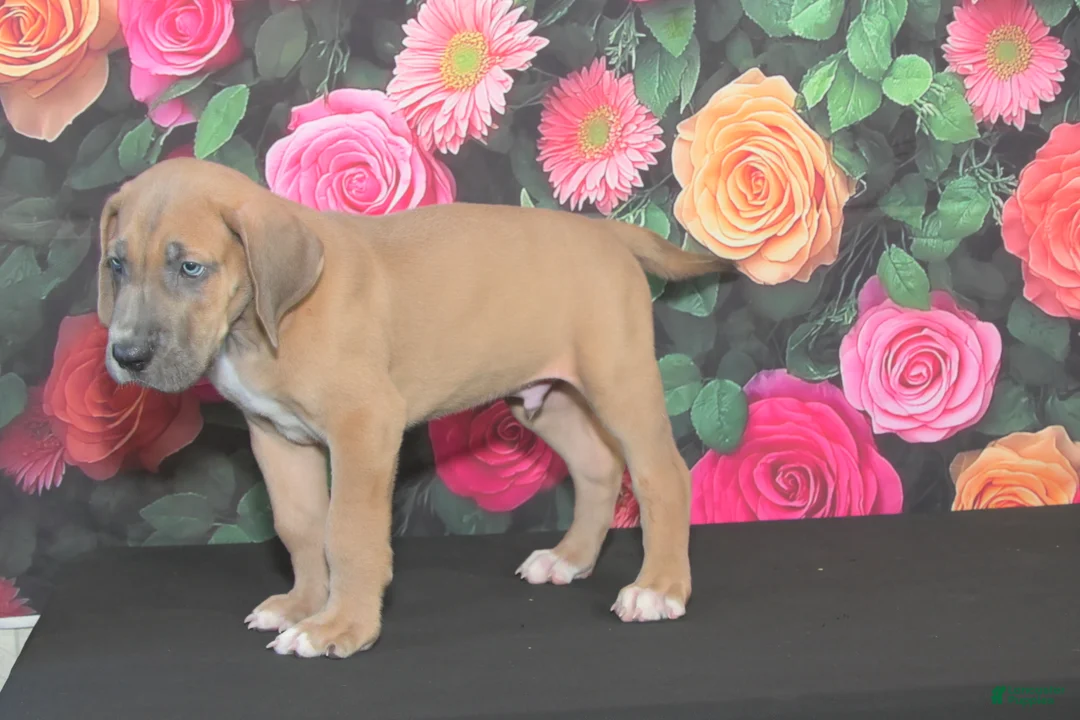 Great Dane dogs for sale: Great Dane 1 - Ad 2