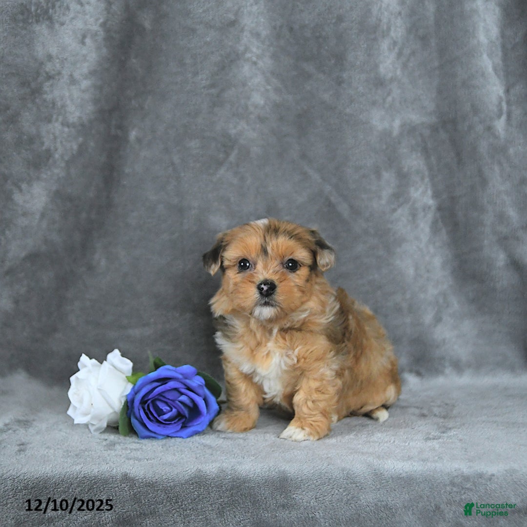 Mixed Breed dogs for sale: Angel EXTRA SMALL - Ad 5