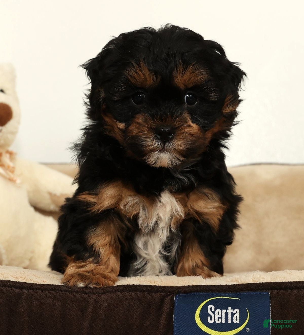 Shihpoo dogs Shane - Ad 3