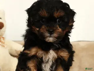 Shihpoo dogs Shane - Ad 3