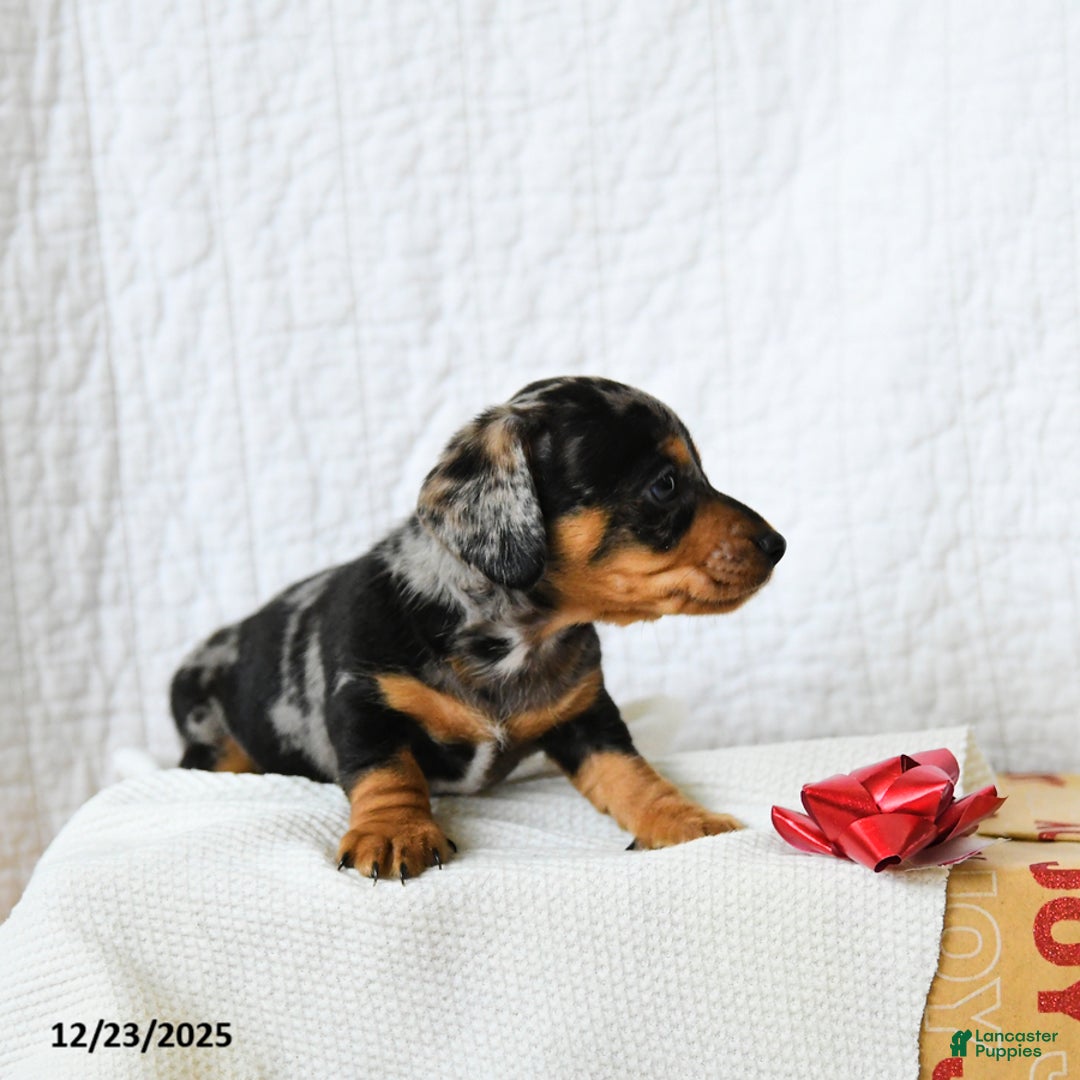 Miniature Dachshund dogs for sale: Spotty - Ad 4