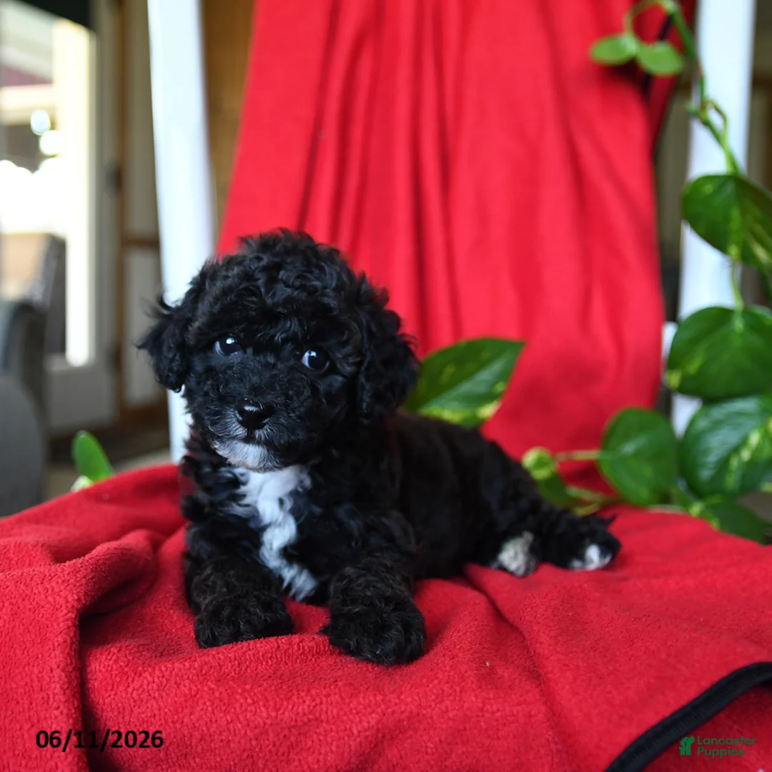 Bichpoo dogs for sale: Scout - Ad 5