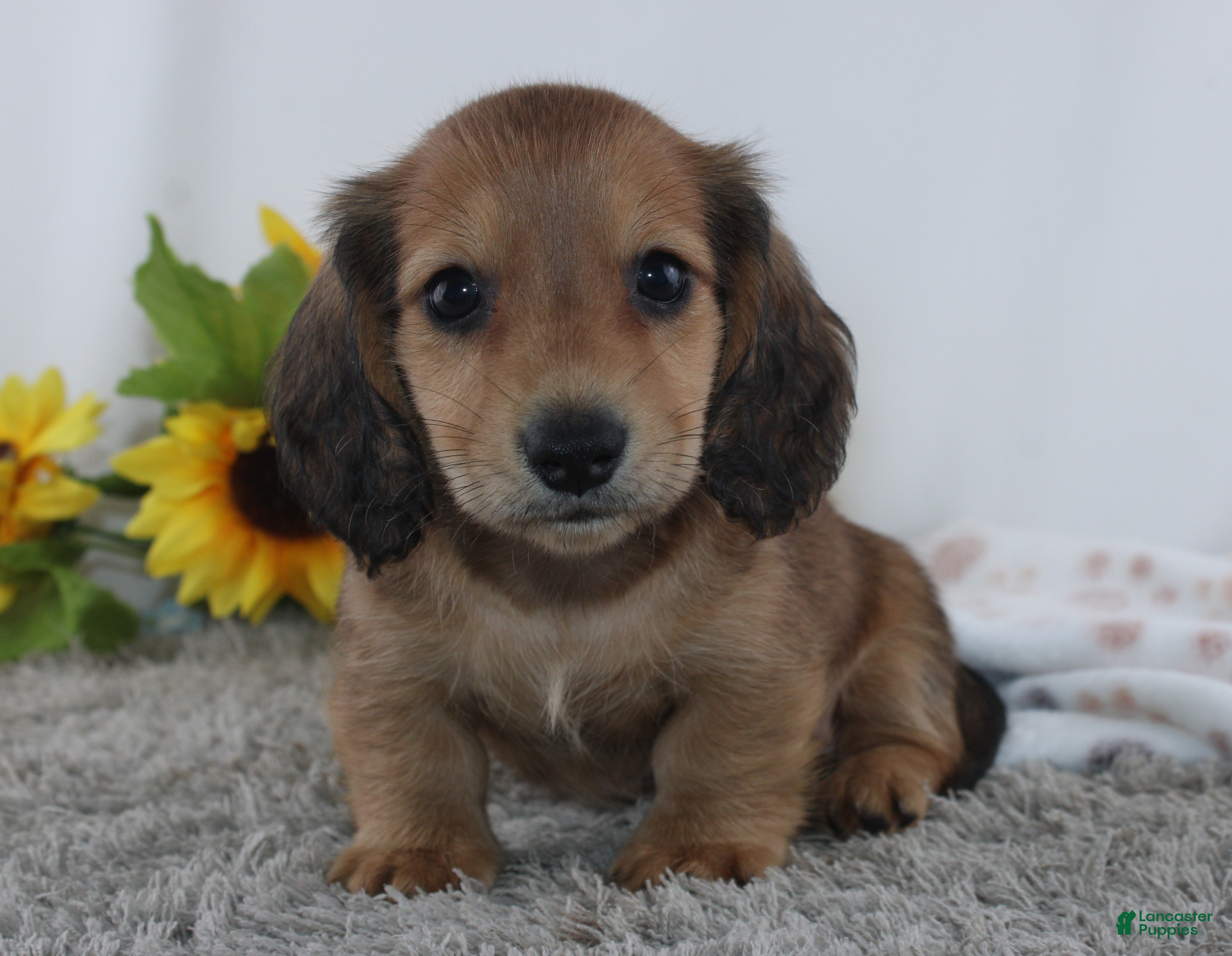 Miniature Dachshund dogs Odell - Ad 1