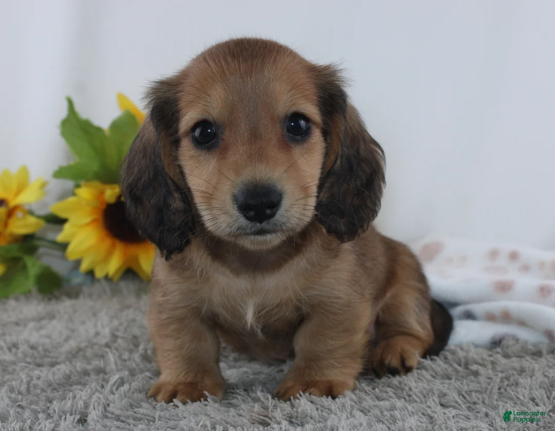 Miniature Dachshund dogs for sale: Odell - Ad 1