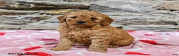 Mini Goldendoodle dogs for sale: Caramel - Ad 3