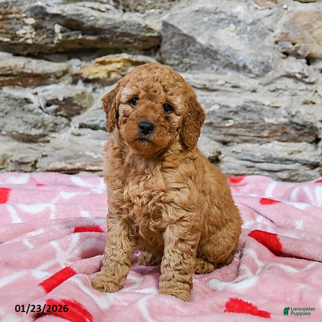 Mini Goldendoodle dogs for sale: Caramel - Ad 3