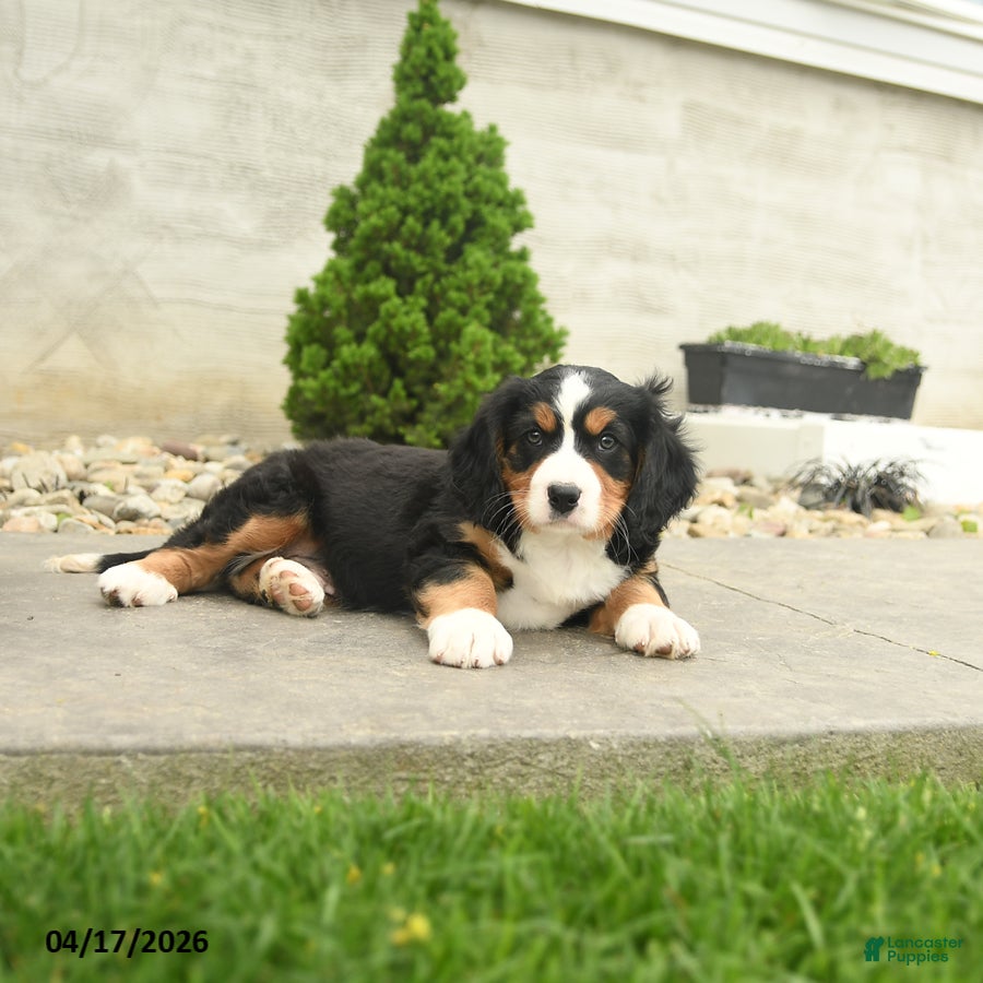 Miniature Bernese Mountain Dog dogs Wilson - Ad 2
