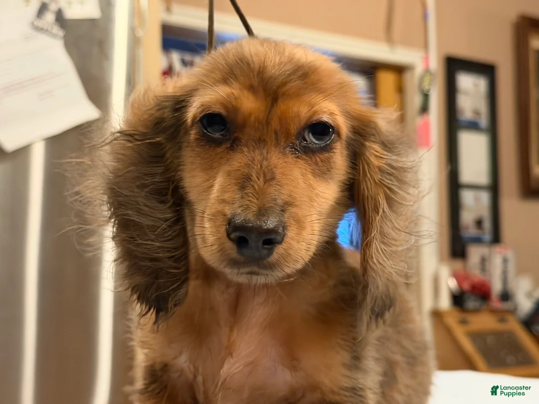 Miniature Dachshund dogs for sale: 2 blue eyes!!! - Ad 2
