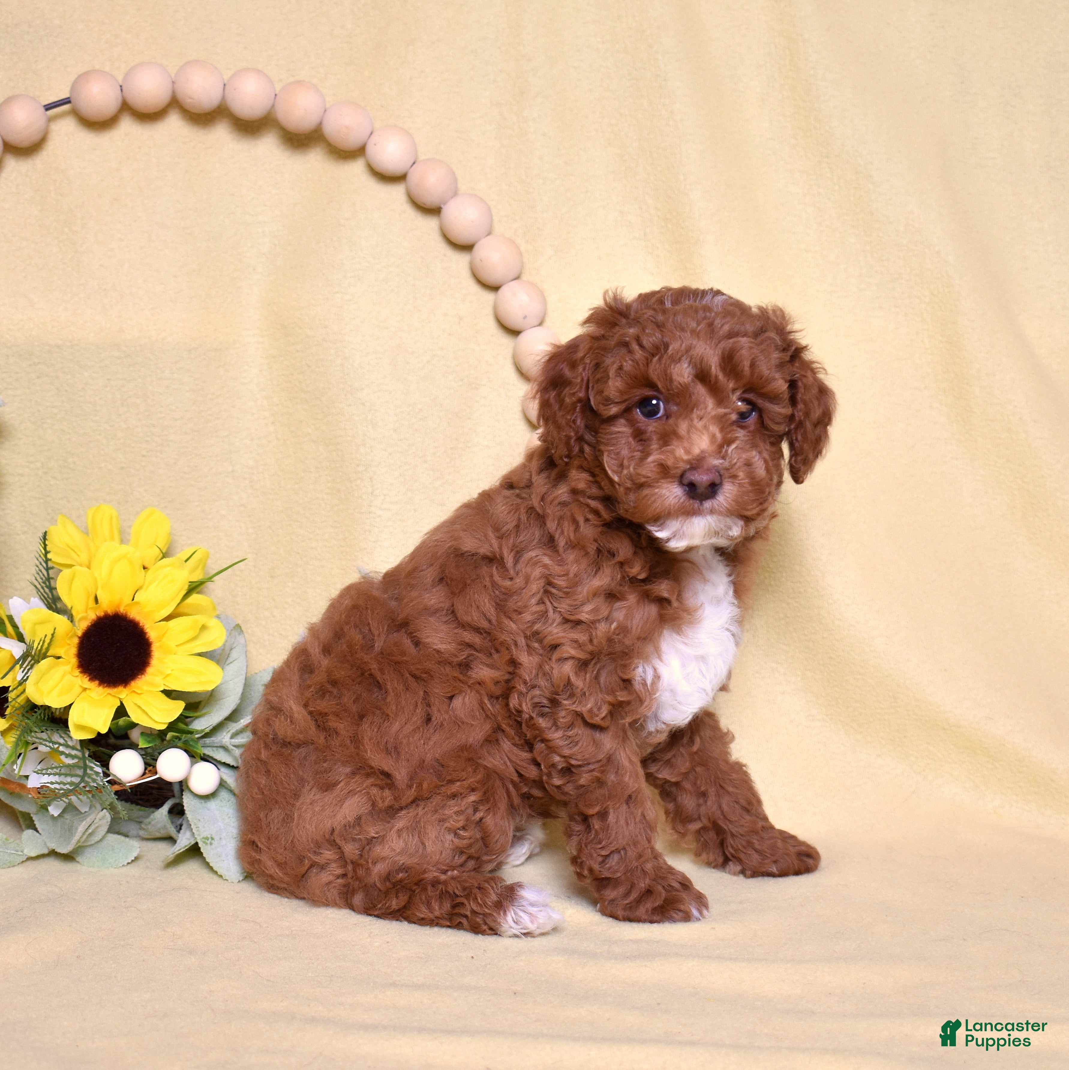 Miniature Poodle dogs Stanley  - Ad 2