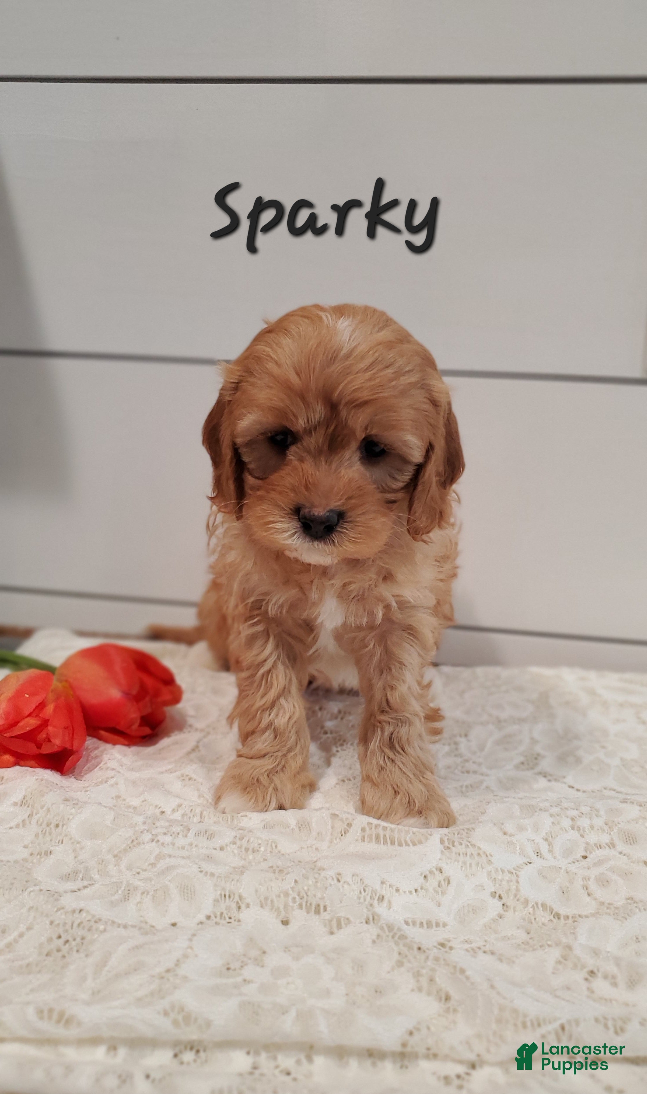 Cavapoo dogs Sparky - Ad 28
