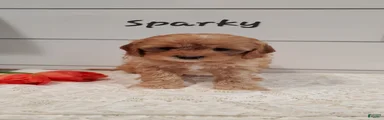 Sparky