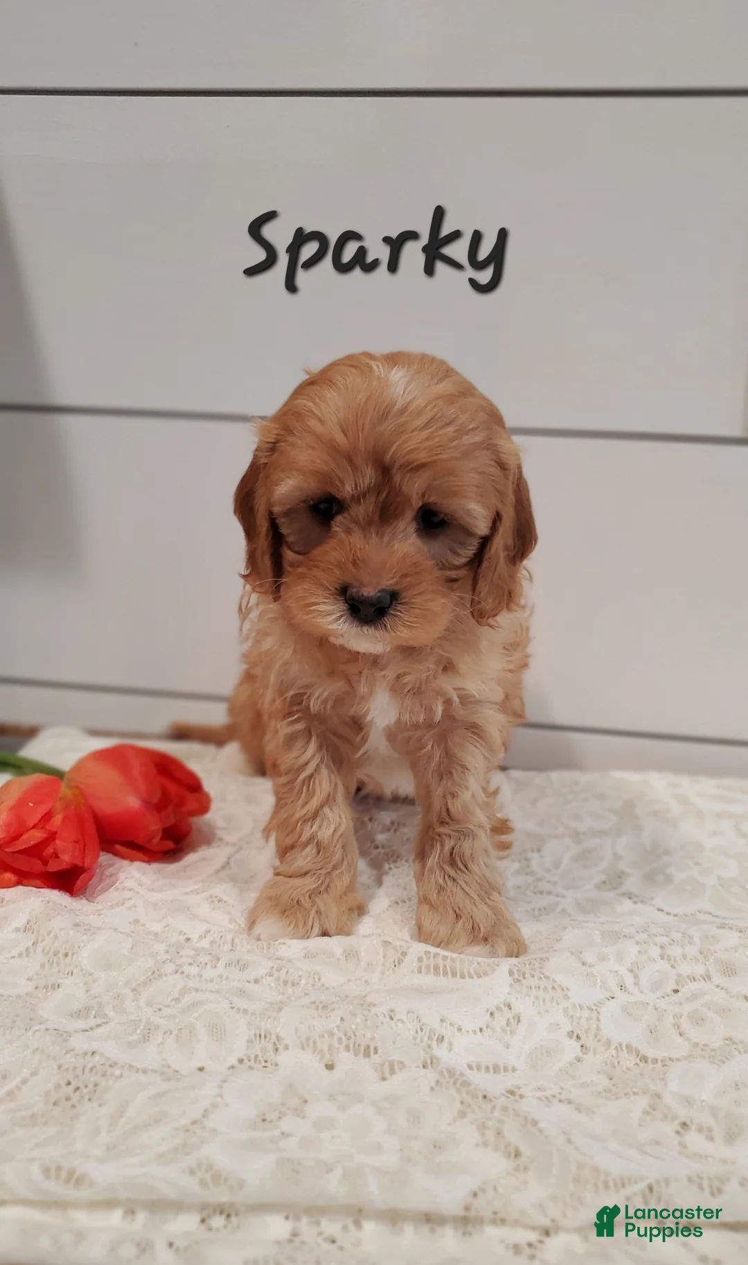 Cavapoo dogs for sale: Sparky - Ad 1