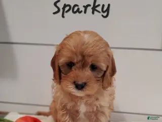 Cavapoo dogs Sparky - Ad 28