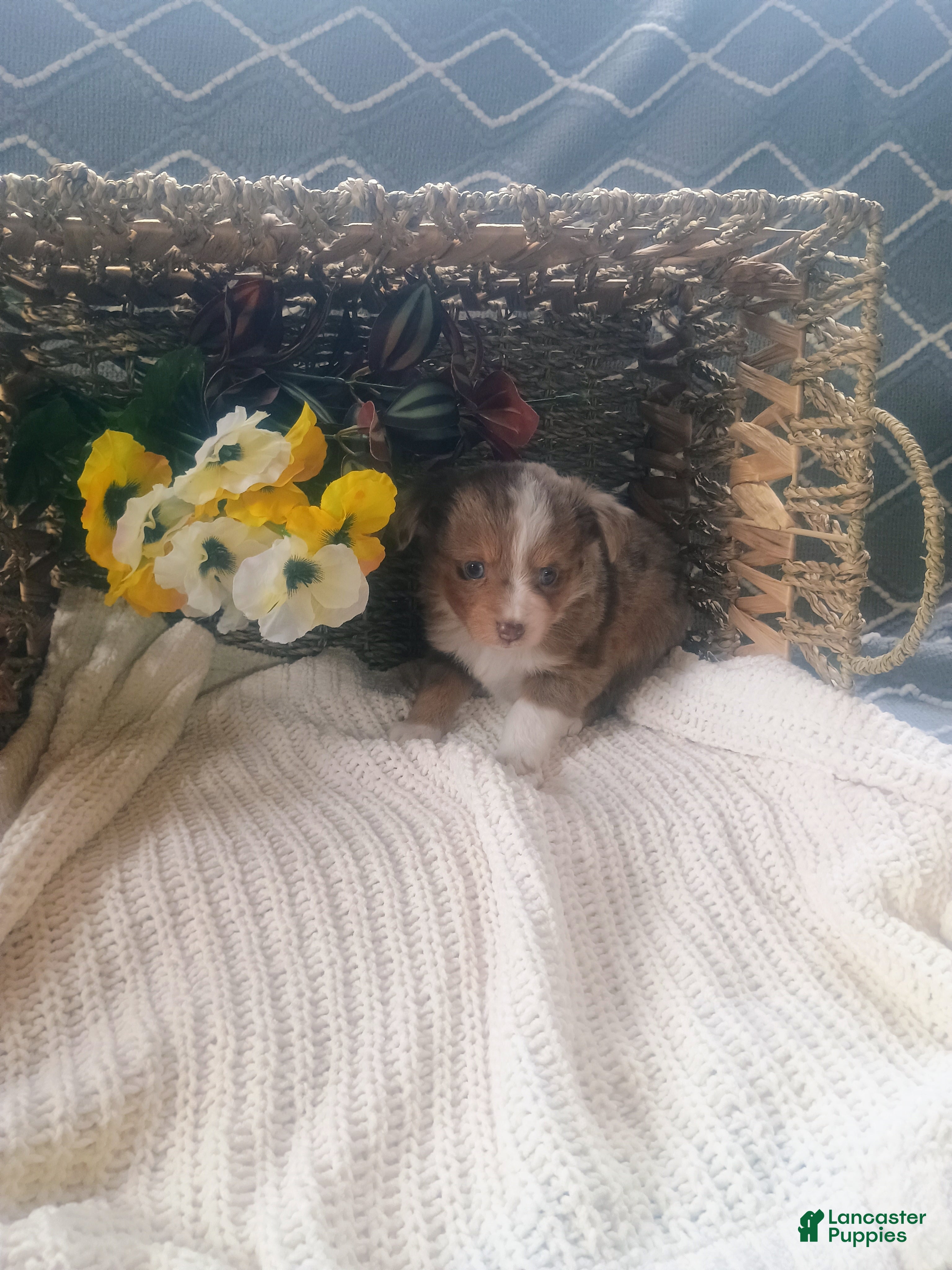 Toy Australian Shepherd dogs Toy Australian Shepherd Puppy 2 - Ad 1