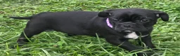 Mixed Breed dogs for sale: Poppy  - Ad 7