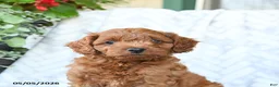 Cavapoo dogs for sale: Charlie - Ad 4