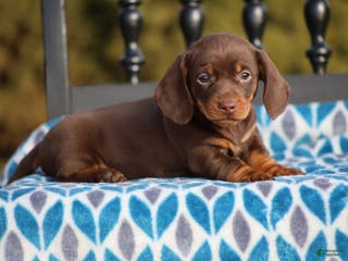 Miniature Dachshund dogs Braden - Ad 11
