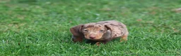Miniature Dachshund dogs for sale: Milky Way - Ad 4