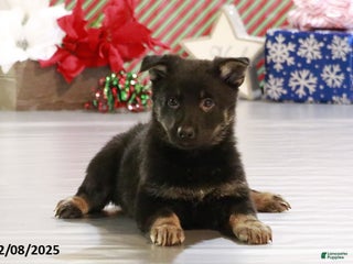 German Shepherd dogs Jasper - Ad 20