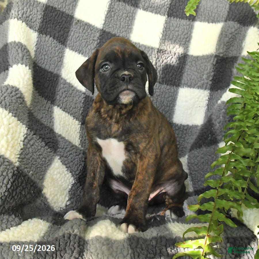 Boxer dogs Pepper - Ad 2