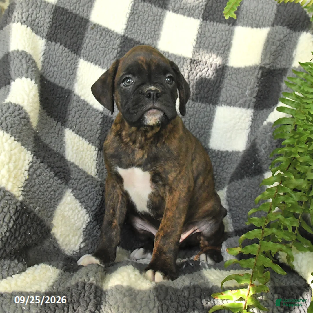 Boxer dogs for sale: Pepper - Ad 2