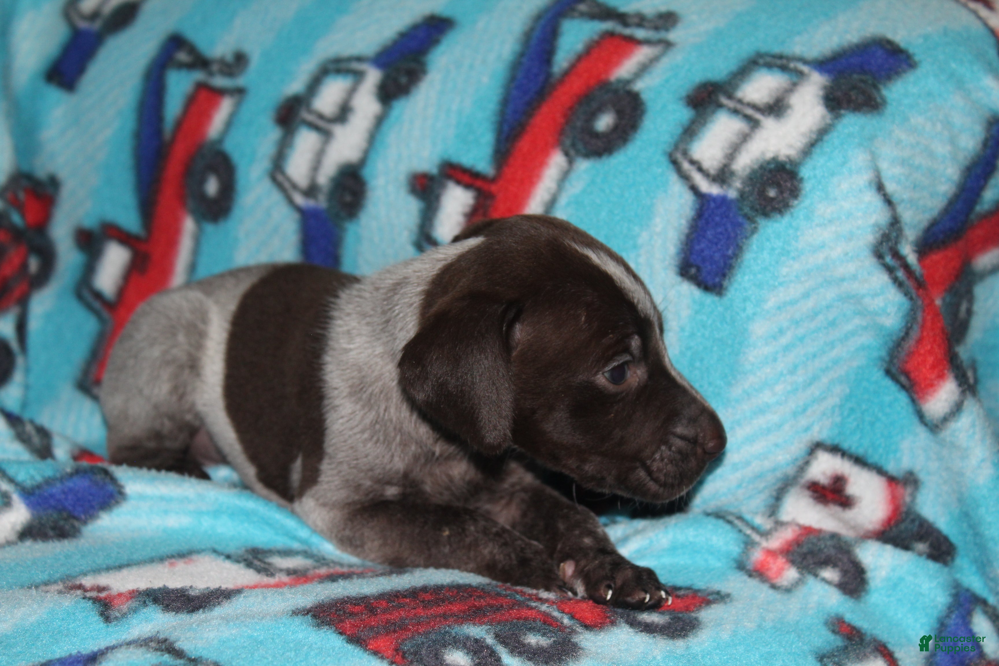 German Shorthaired Pointer dogs Winchester  - Ad 2