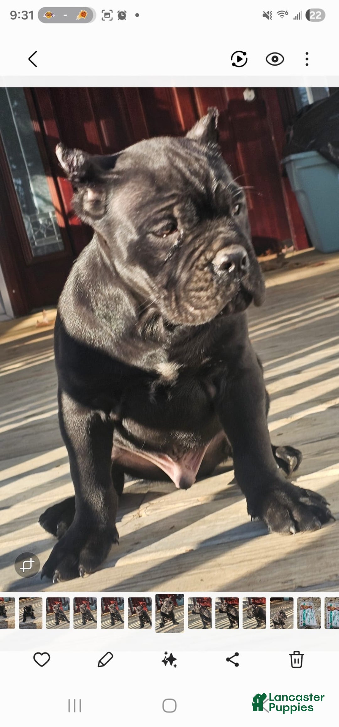 Cane Corso dogs for sale: ZEUS - Ad 9