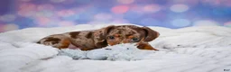 Miniature Dachshund dogs for sale: Bowser - Ad 7
