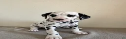 Dalmatian dogs for sale: Dalmatian Puppy 2 - Ad 3