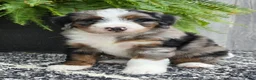 Mini Bernedoodle dogs for sale: Mini Tank - Ad 11
