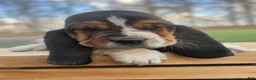 Basset Hound dogs for sale: Oscar - Ad 3