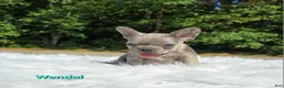 Frenchton dogs for sale: Wendal - Ad 5