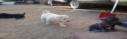 Chinese Crested dogs for sale: Chinese Crested 4 - Ad 2