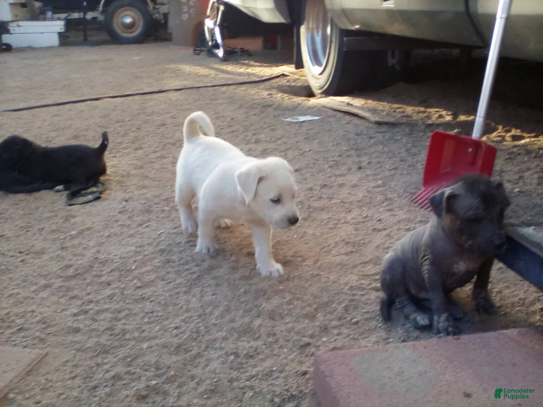Chinese Crested dogs for sale: Chinese Crested 4 - Ad 2